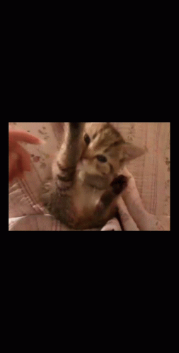 Cute Cat GIF - Cute Cat Itchy GIFs