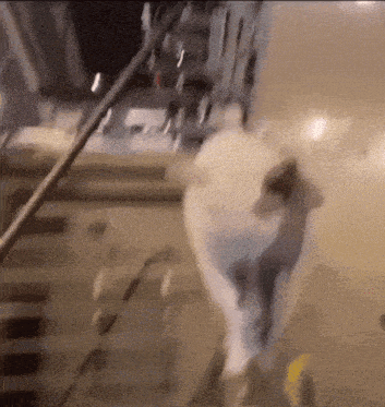 a white cat is walking down a staircase in a room .