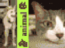 a blurred image of a cat and a sign that says feline
