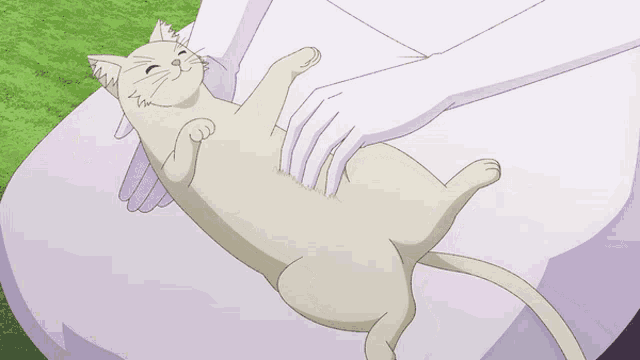 a person is petting a white cat on a bed