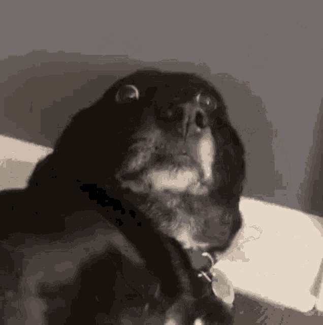 Dog Shocked GIF - Dog Shocked Shook GIFs