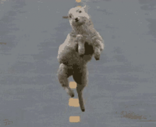 Jumping Sheep Sheep GIF - Jumping Sheep Sheep System GIFs