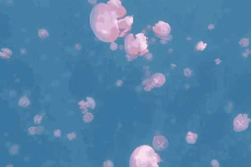 a bunch of pink jellyfish are floating in the water