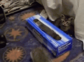 a box of tissues sits on the floor next to a cat