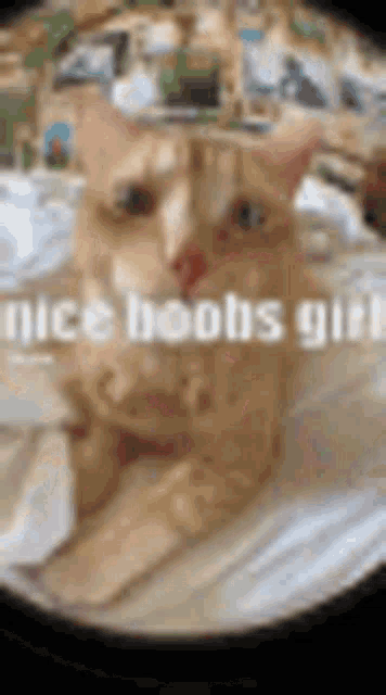 a close up of a cat laying on a bed with the words nice boobs girl written on it .