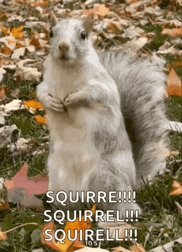 a white squirrel is standing on its hind legs in the grass surrounded by leaves .