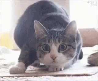 Cat Shimmy GIF - Cat Shimmy Cute GIFs