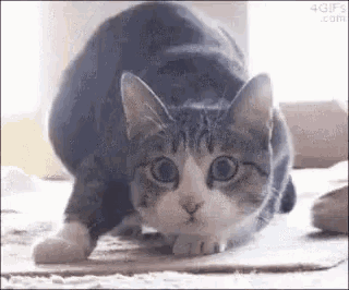 a cat is stretching its legs on a cardboard box on the floor .