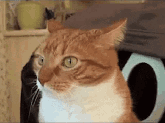 a close up of an orange and white cat looking at the camera