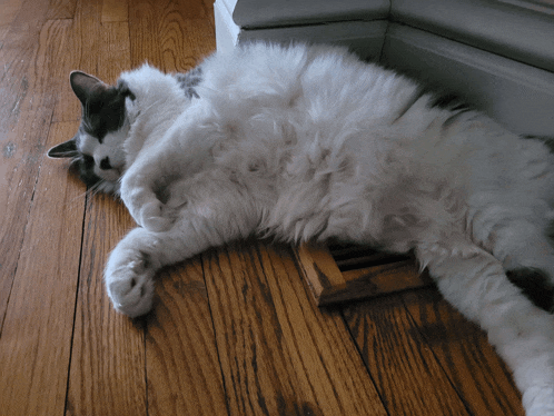 a fluffy black and white cat laying on its back on a wooden floor
