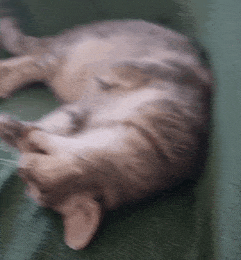 a cat is laying on its back on a couch .