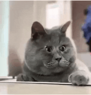 a gray cat is looking at itself in a mirror .