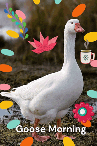 a goose with a cup of coffee and the words goose morning below it
