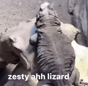 Zesty Ahh Lizard GIF - Zesty Ahh Lizard Lizard Zesty GIFs