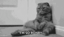 a cat is sitting on the floor next to a wall and says `` i 'm so ronry ... '' .