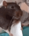 a close up of a rat holding a piece of paper with its mouth open .