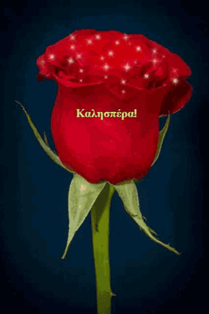 a red rose with a greeting in a foreign language on it
