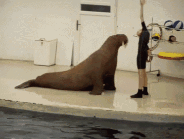 a woman is standing next to a walrus that is sitting on the floor