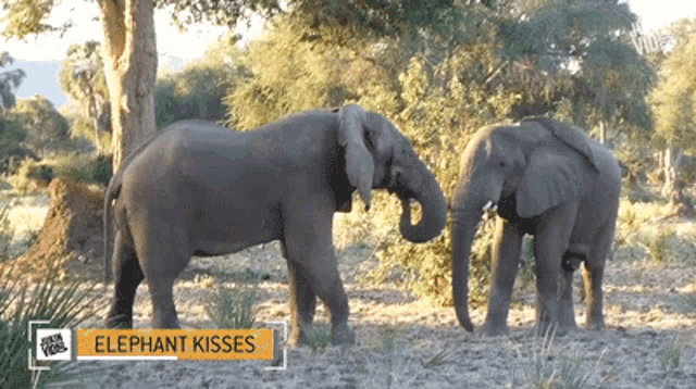Elephant Kisses Elephant GIF - Elephant Kisses Elephant Kissing GIFs