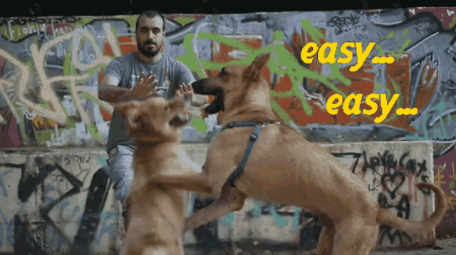 a man is playing with two dogs in front of a graffiti wall that says easy