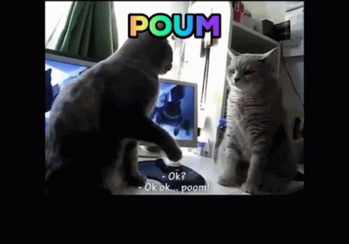 Poum Cute GIF - Poum Cute Cat GIFs