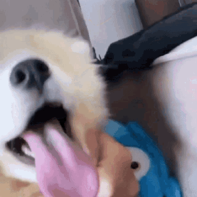 a close up of a dog with its tongue out .