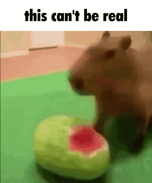 This Cant Be Real Capybara GIF - This Cant Be Real Capybara Watermelon GIFs