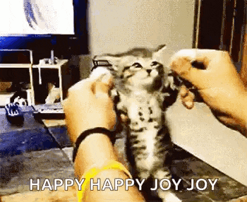 a person is holding a kitten in their hands and the kitten is looking up at the camera .