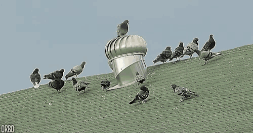 a group of pigeons standing on top of a green roof with the word orbo on the bottom