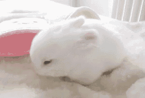 a small white bunny rabbit is sleeping on a bed .