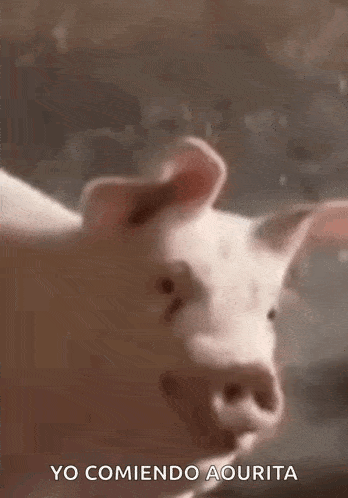 a close up of a pig standing on a rock with the words yo comiendo aquita written below it