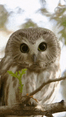 Owl Eyes GIF - Owl Eyes GIFs