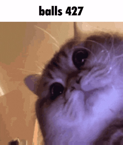a close up of a cat 's face with the words balls 427 written above it