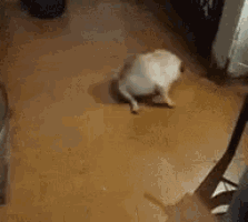 a small white dog is walking on a wooden floor .