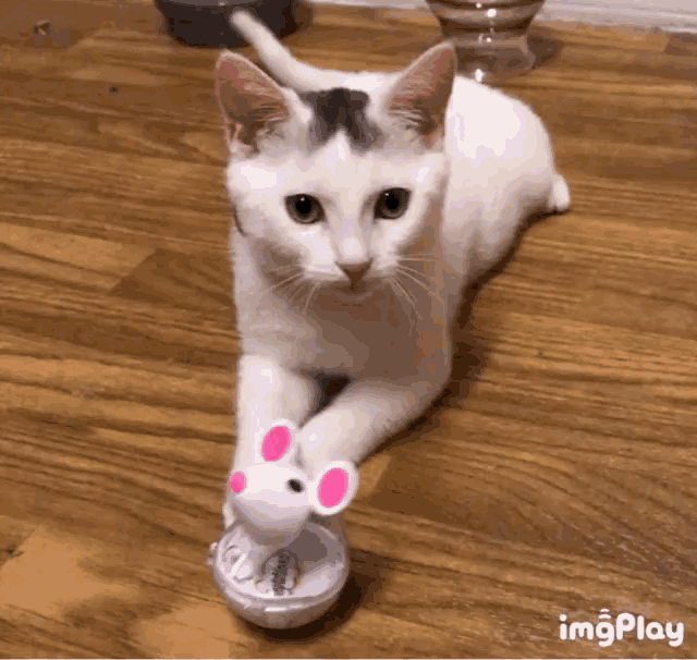 a white cat playing with a toy mouse on the floor