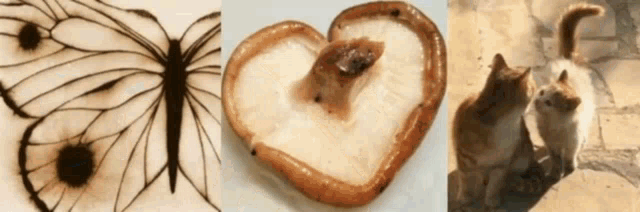 a butterfly a heart and a cat are shown on a white background