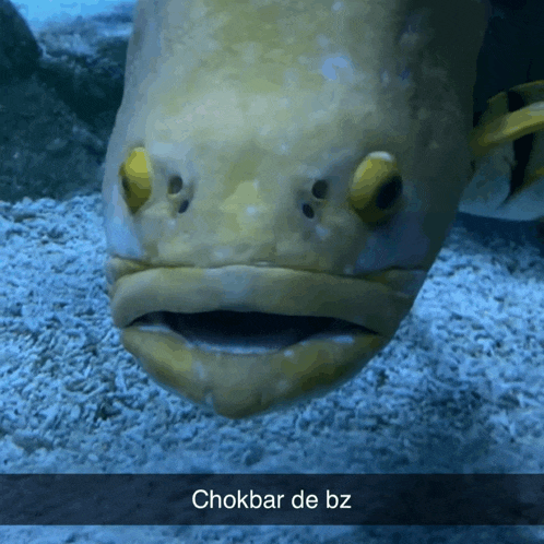 a fish with the words chokbar de bz on it