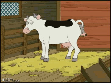 Cow Calf GIF - Cow Calf Baby GIFs