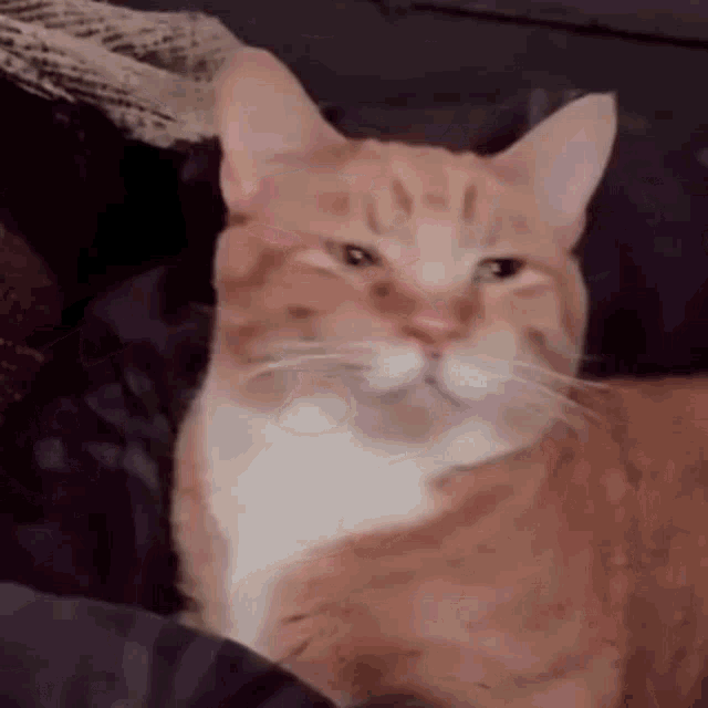 Happy Cat Cat Happy GIF - Happy Cat Cat Happy Orange Cat GIFs