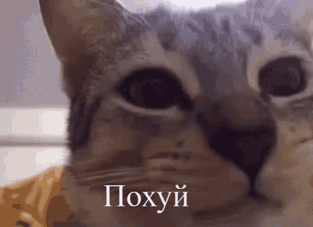 a close up of a cat 's face with the word poxyui written in white