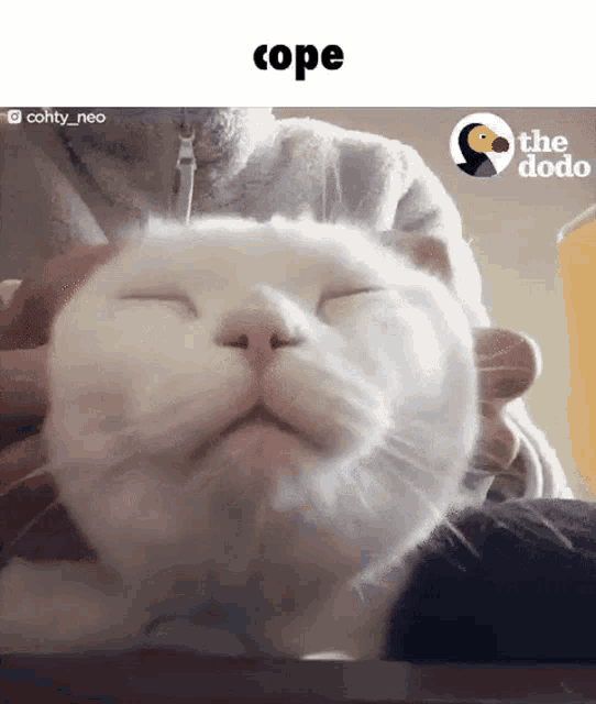 a person is holding a white cat with its eyes closed .