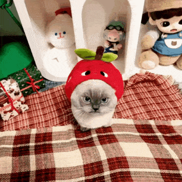 a cat wearing an apple hat sits on a blanket