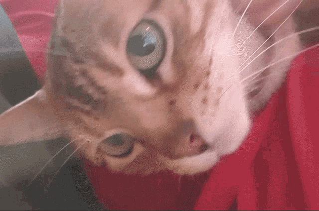 a close up of a cat with blue eyes