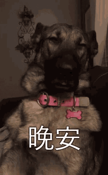 a dog wearing a pink collar with chinese writing