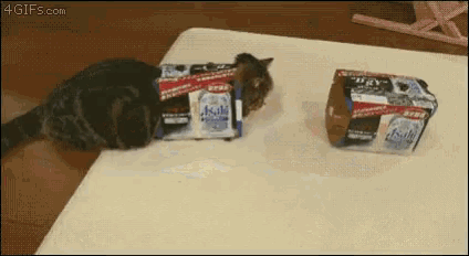 Cat I Fit GIF - Cat I Fit Box GIFs