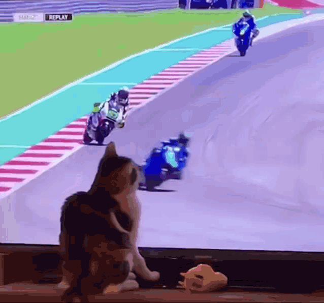 Cat Race Cat GIF - Cat Race Cat Cats GIFs