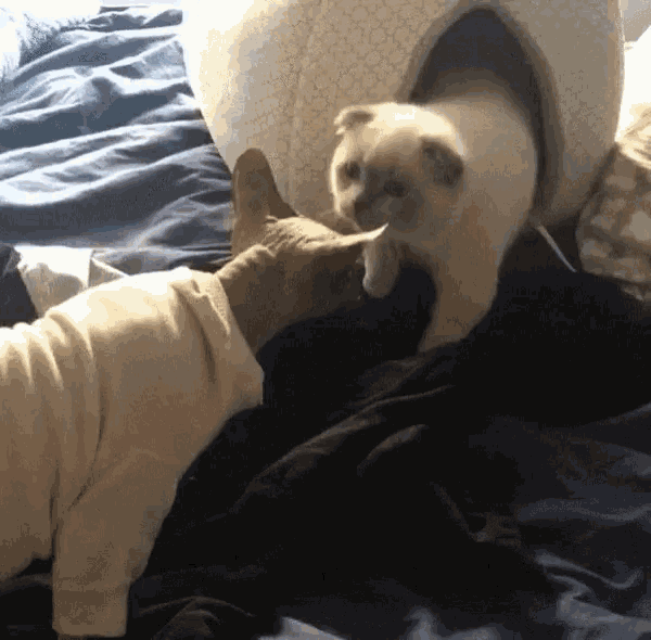 Cats 2cats GIF - Cats 2cats Catfight GIFs