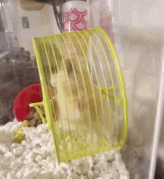 a hamster is running on a yellow wheel in a cage