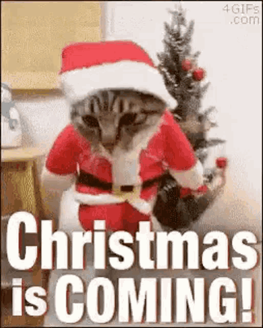 a cat is dressed as santa claus and sitting in front of a christmas tree .
