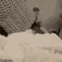 a rabbit is laying on top of a pile of white foam .